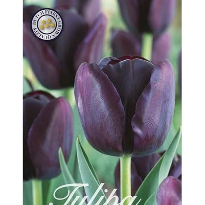 Tulpan Queen of Night 20-pack